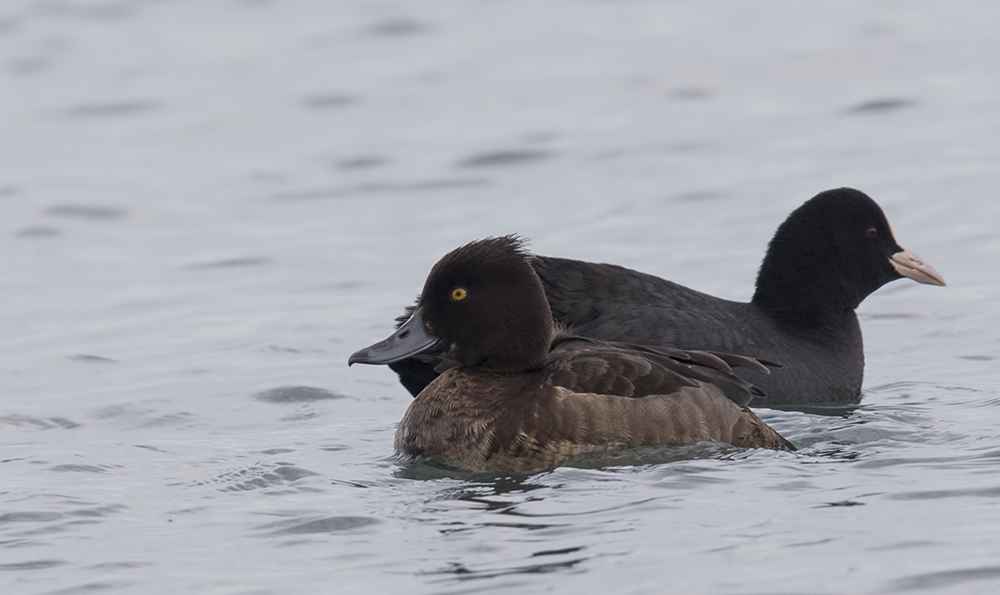 Tufted Duck